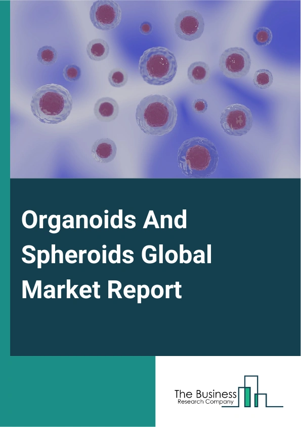 Organoids And Spheroids